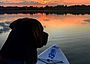 Sonnenuntergang mit Hund auf SUP